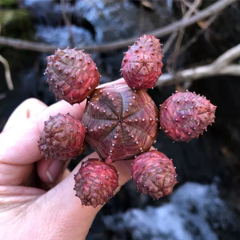 Euphoriba Pseudoglobosa