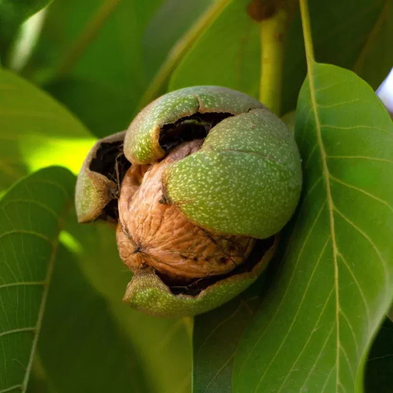 ‘Europa’ Walnut Tree