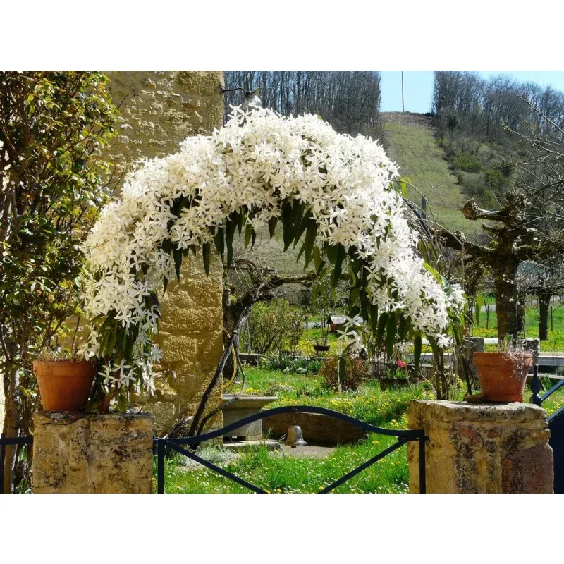 Evergreen Clematis - Clematis vitalba