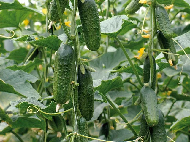 Excelsior F1Pickling Cucumber (Treated)