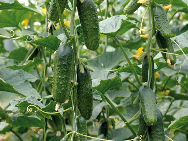 Excelsior F1Pickling Cucumber (Untreated)