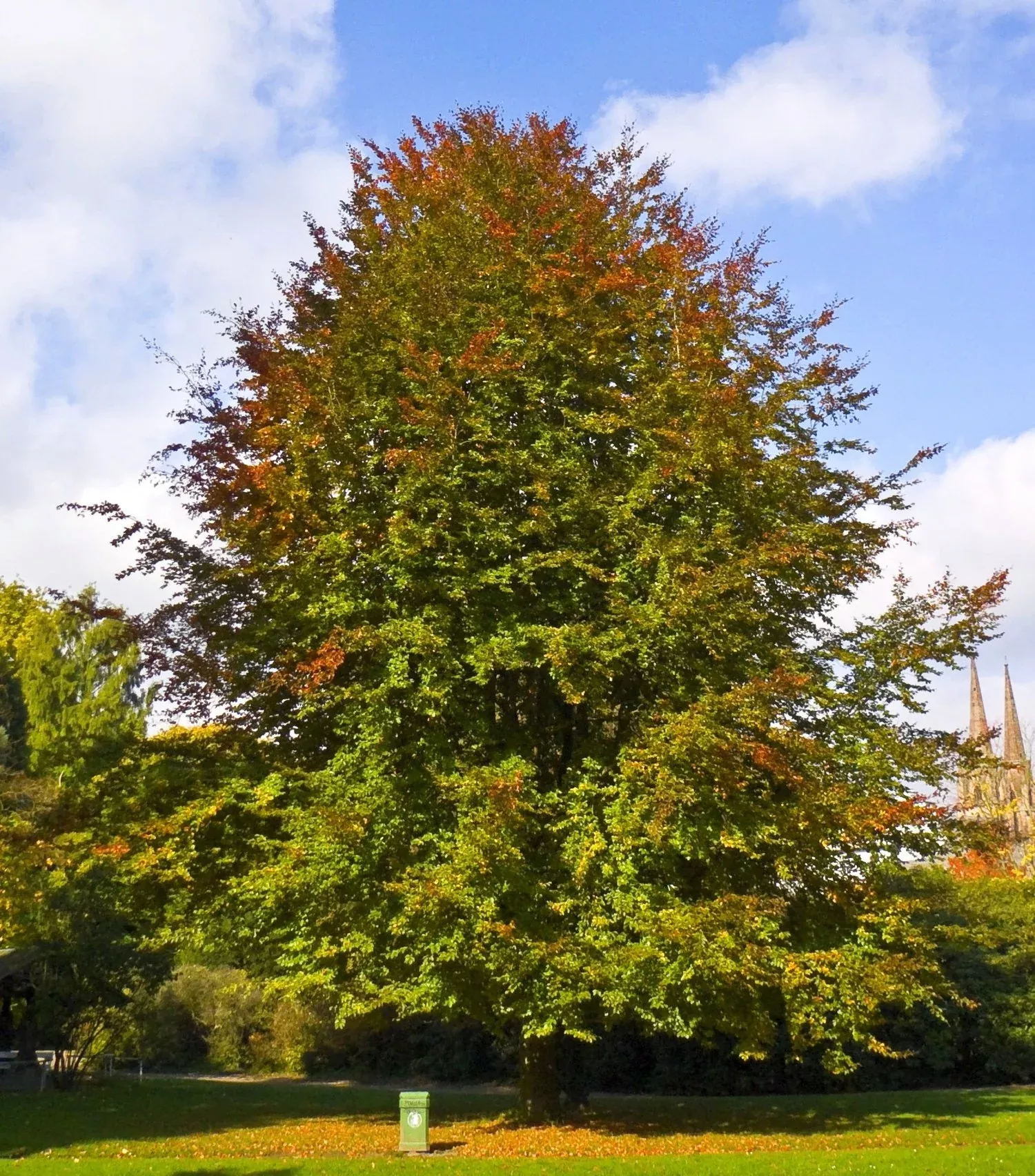 Fagus sylvatica | European beech