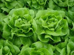 Fairly F1Butterhead Lettuce, pelleted seed