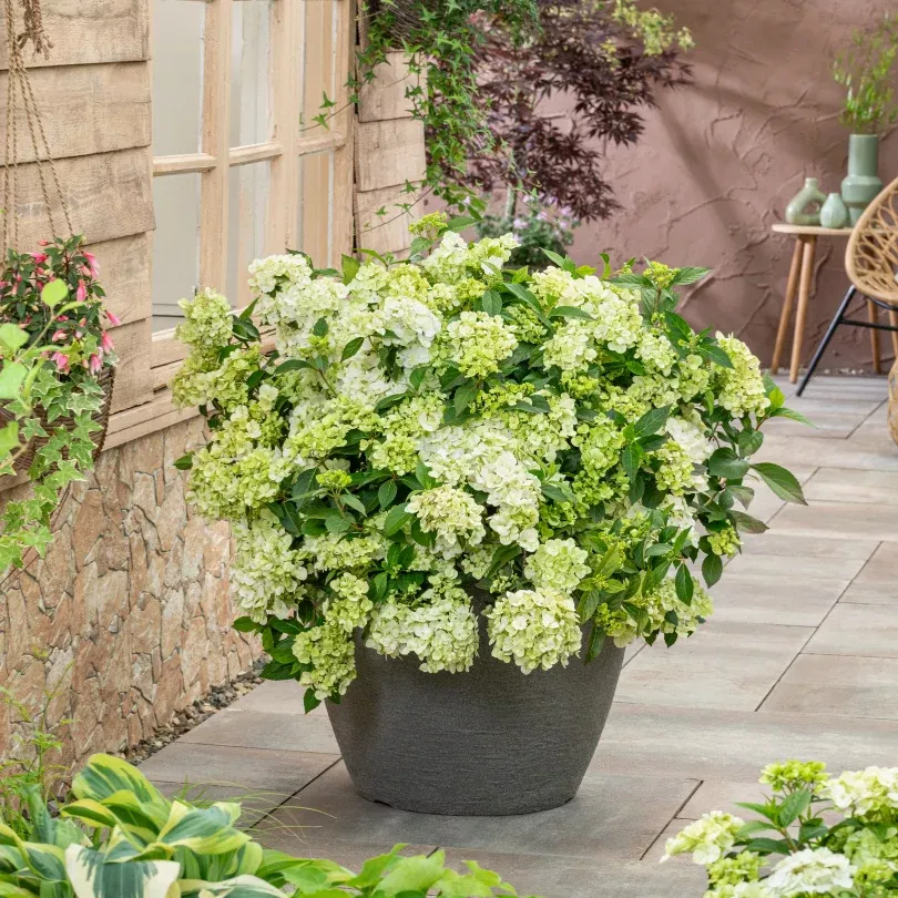 Fairytrailª Green Cascade Hydrangea