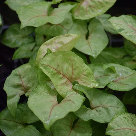 Falling Arrows™ Golden Allusion Arrowhead Vine - Syngonium podophyllum - 4