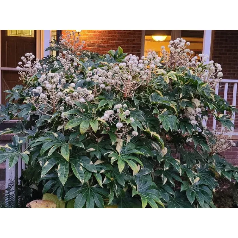 Fatsia japonica Variegata
