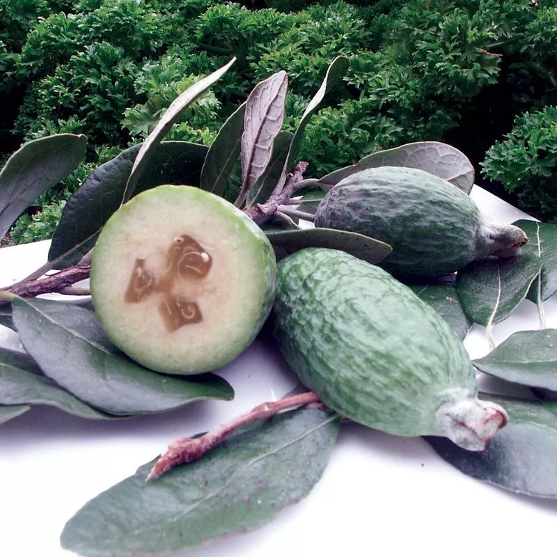 Feijoa syn. Pineapple Guava