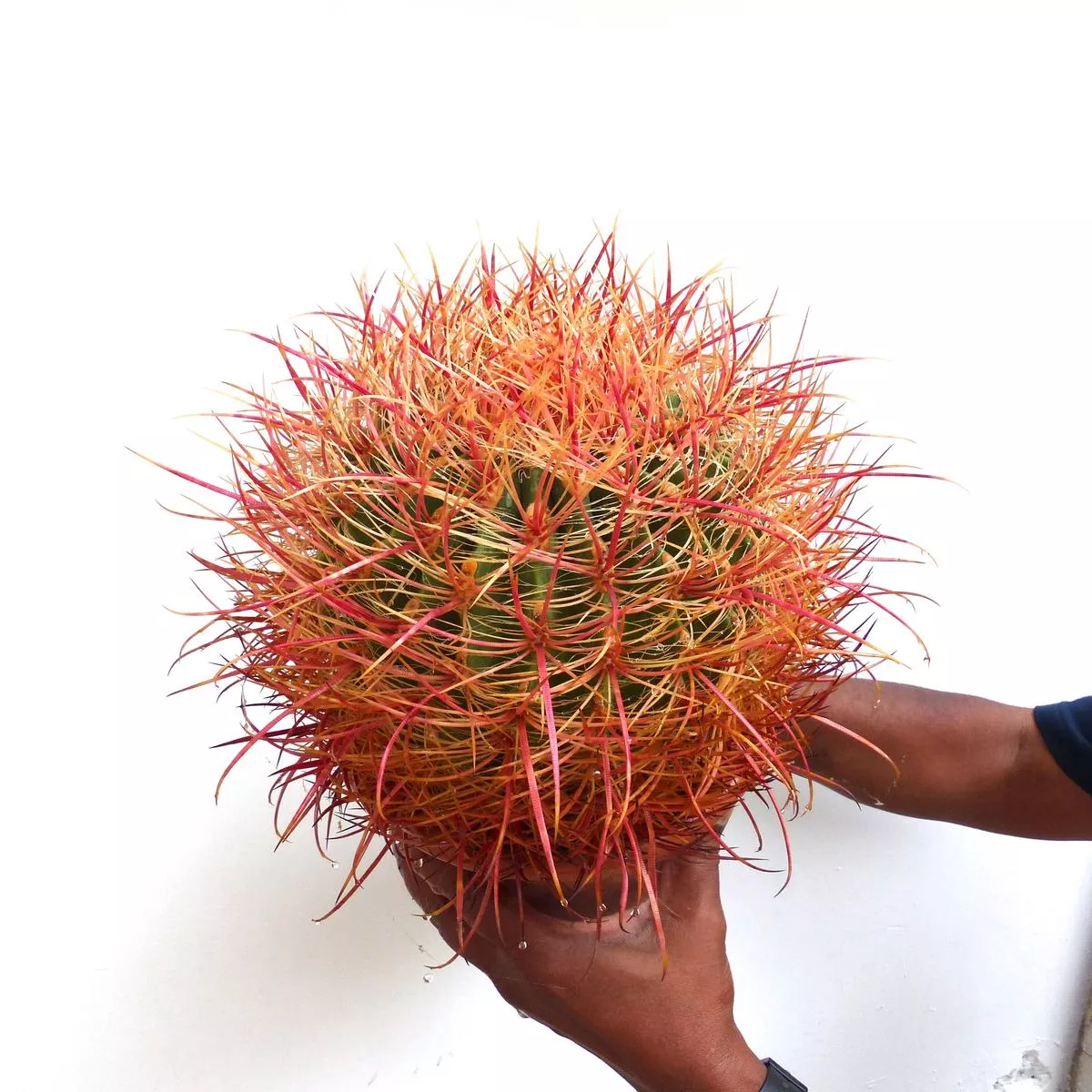 Ferocactus chrysacanthus ORANGE 1001