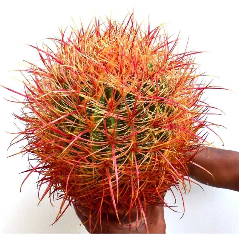 Ferocactus chrysacanthus (red-yellow spines)