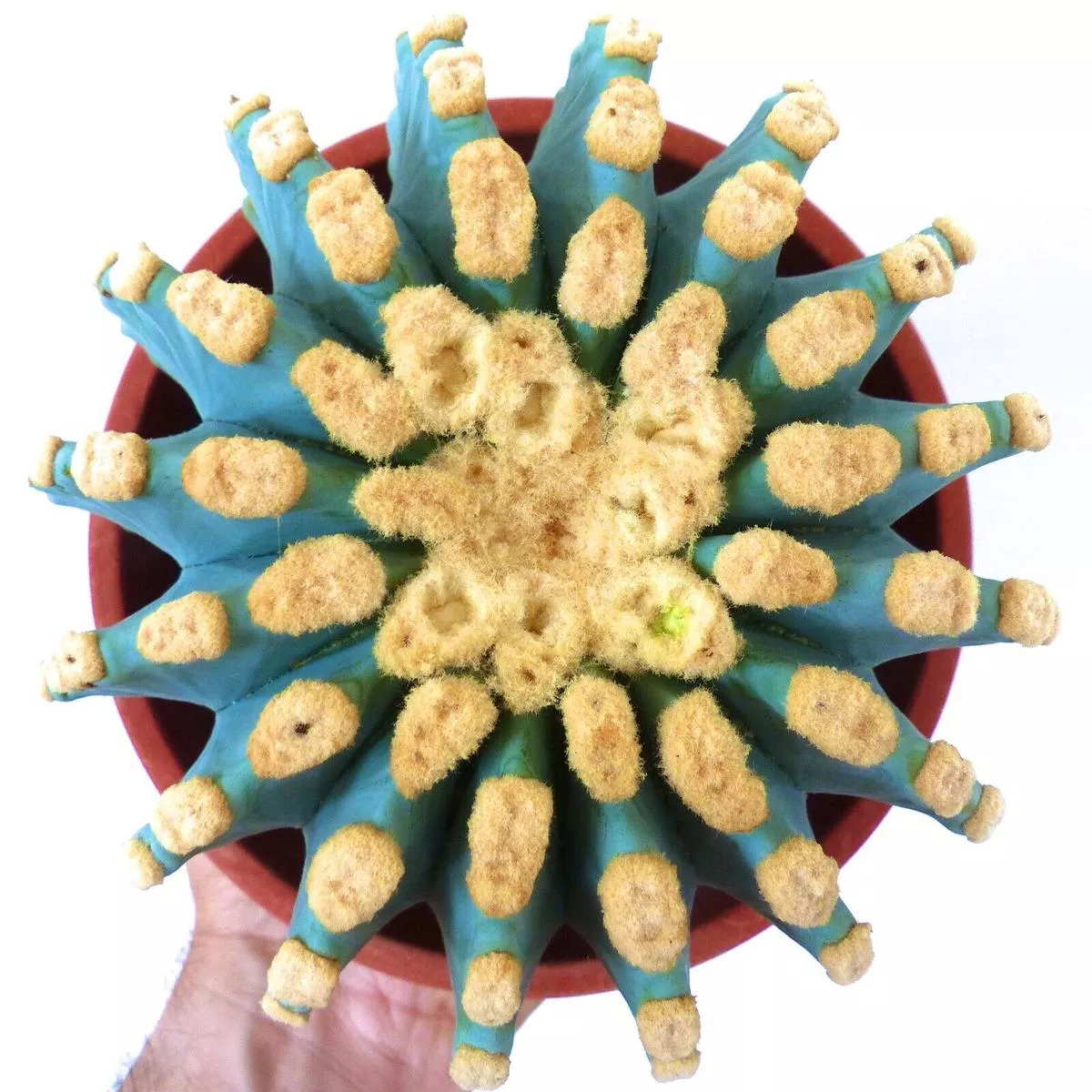 Ferocactus glaucescens cv URASAKI (03H9)
