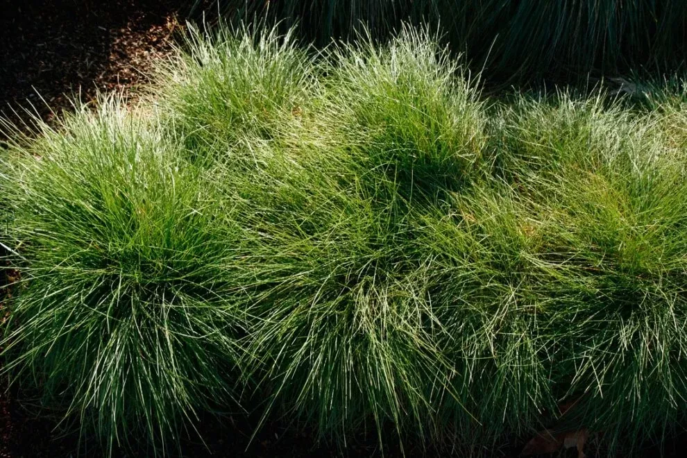 Festuca rubra 'Molate' – Red Fescue