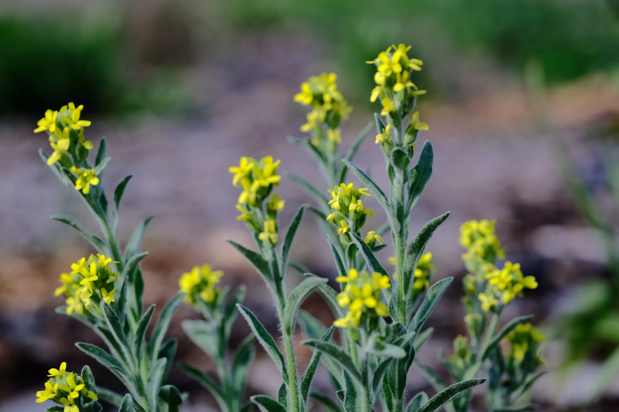 Fibigia clypeata | Roman shields