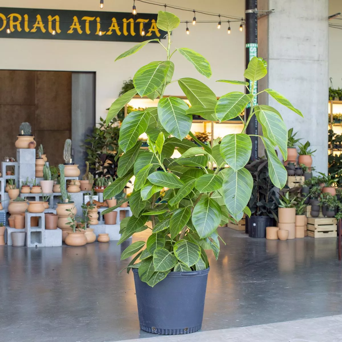Ficus altissima ‘Golden Gem’ – 17″