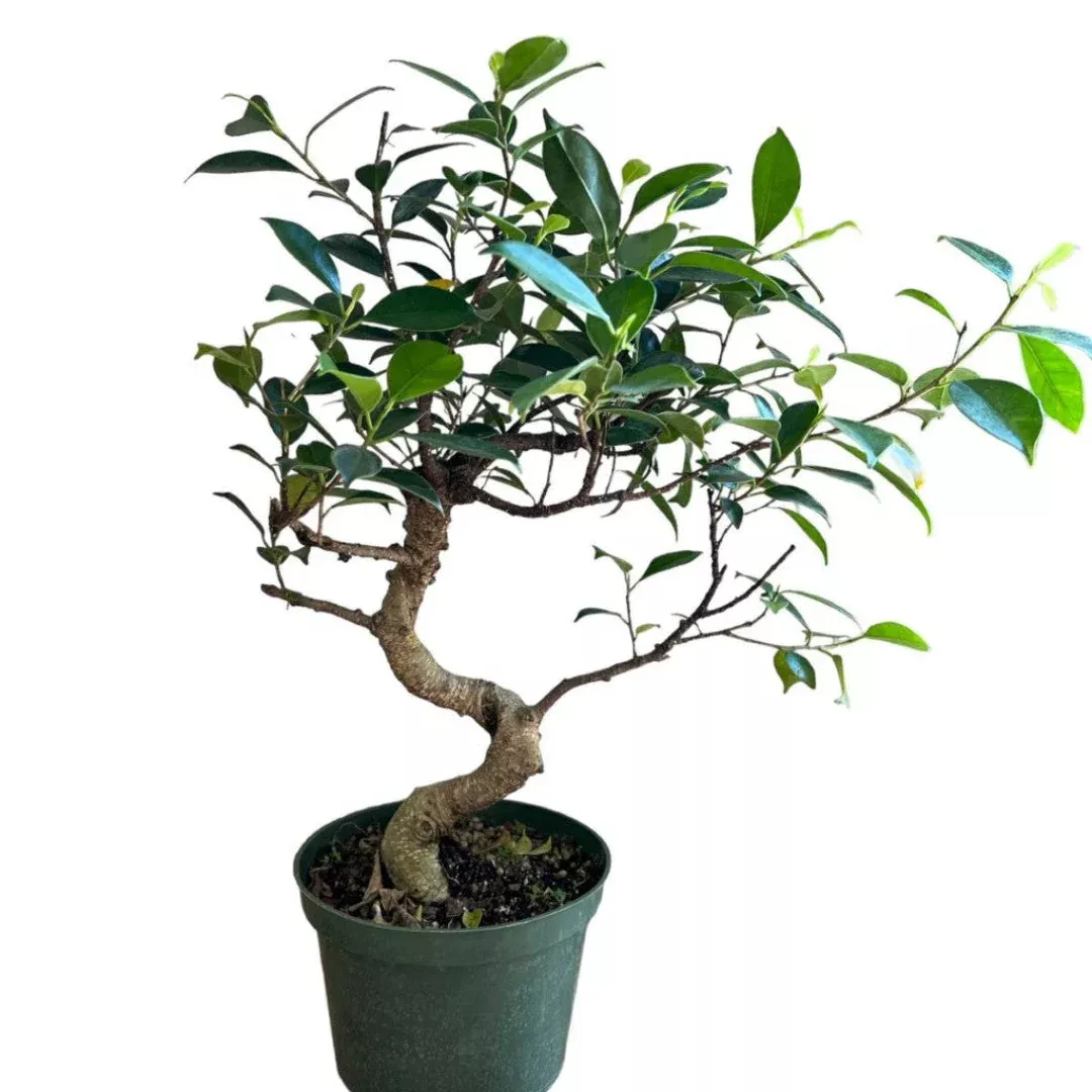 Ficus Bonsai Tree in Plastic Pot