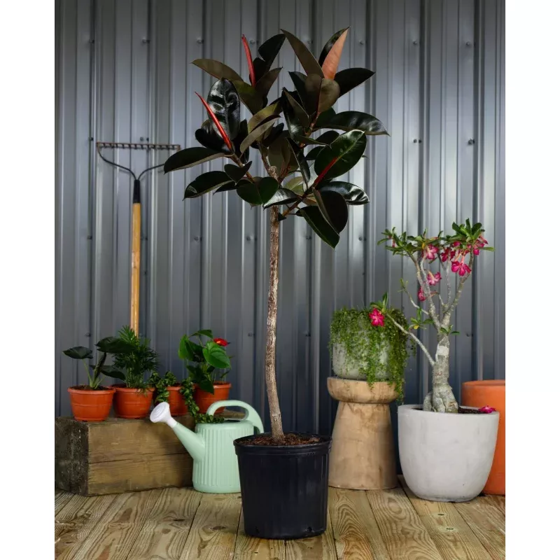 Ficus Burgundy Tree Form Multi-branch, Single Stem Rubber Tree