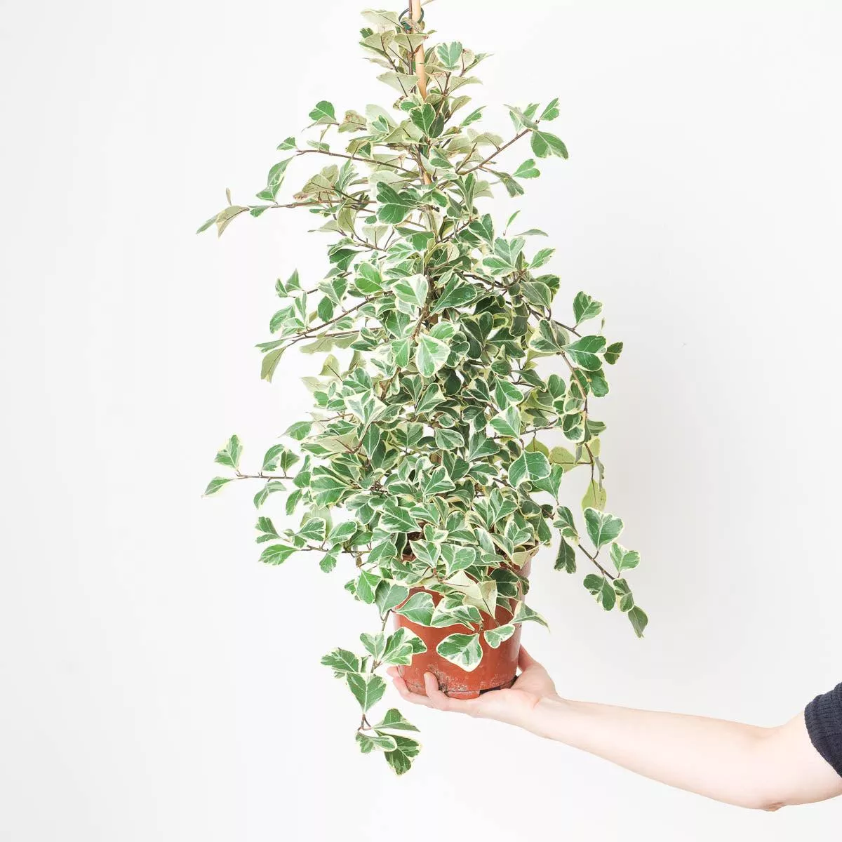 Ficus deltoidea ‘Sweetheart’