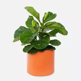 Ficus Lyrata Bush - Grande