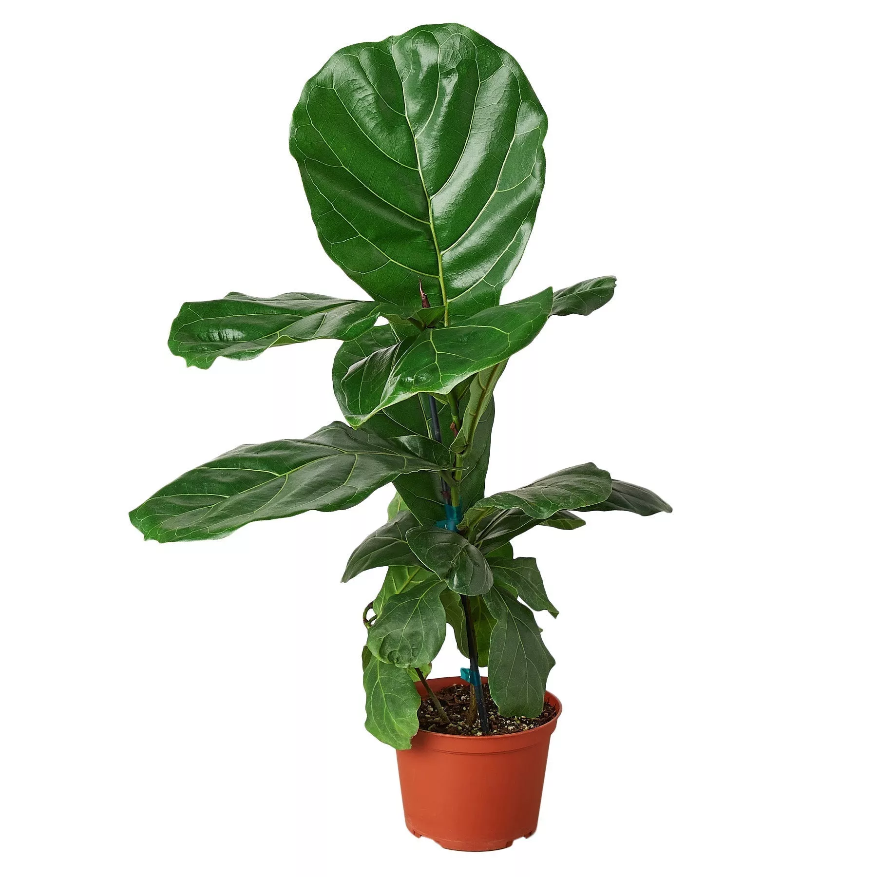 Ficus lyrata | Fiddle Leaf Fig