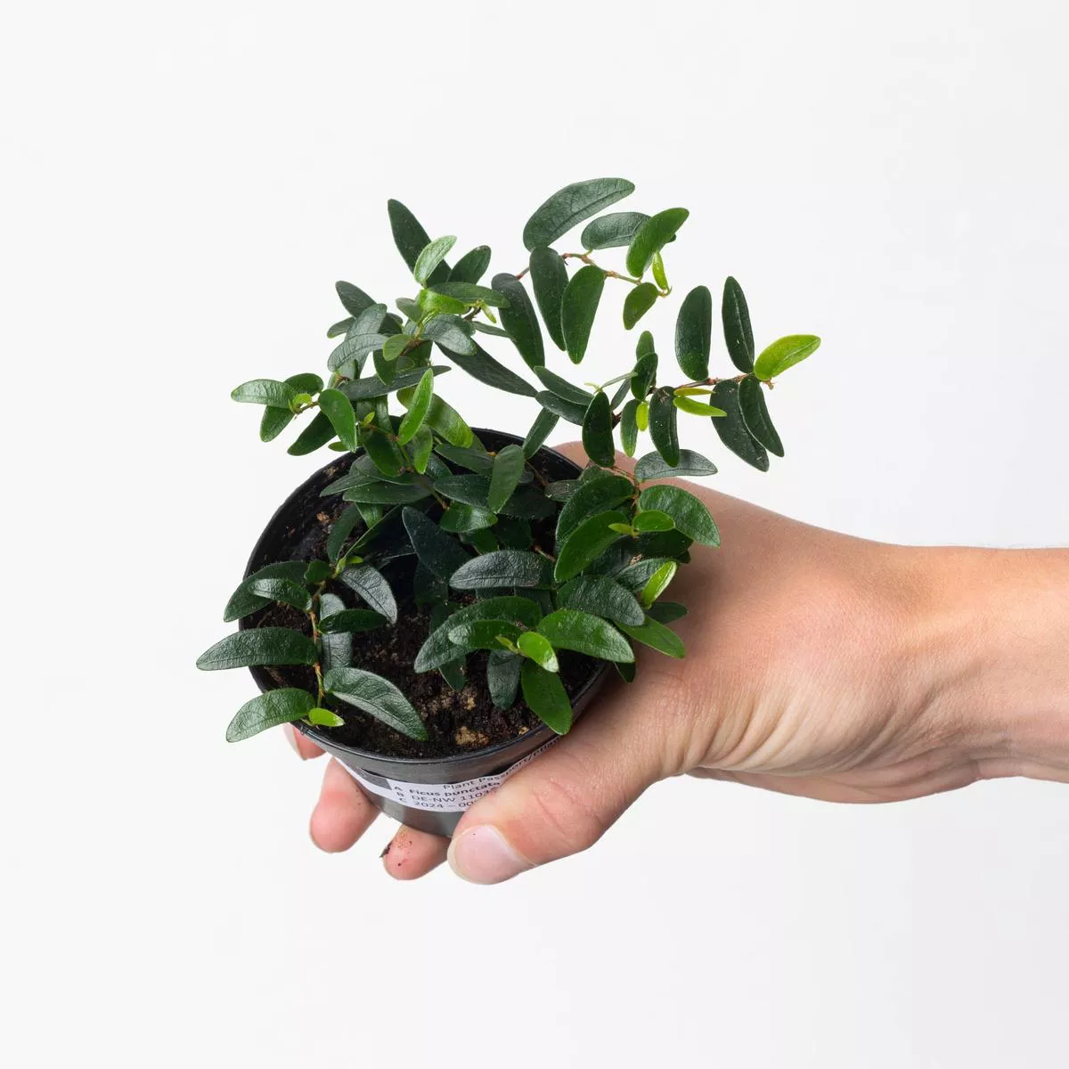 Ficus punctata ‘panama’