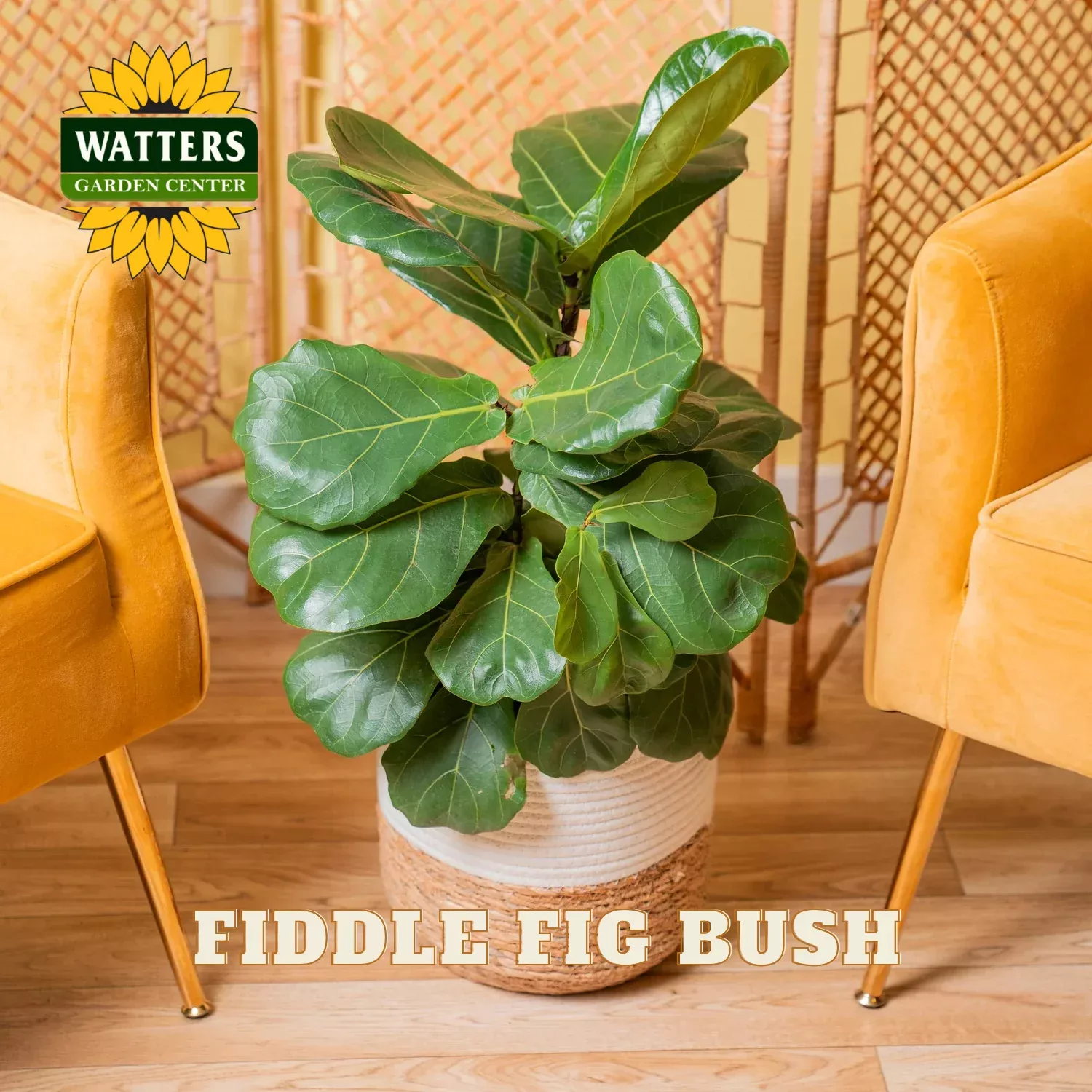 FIDDLE LEAF FIG BUSH 14in