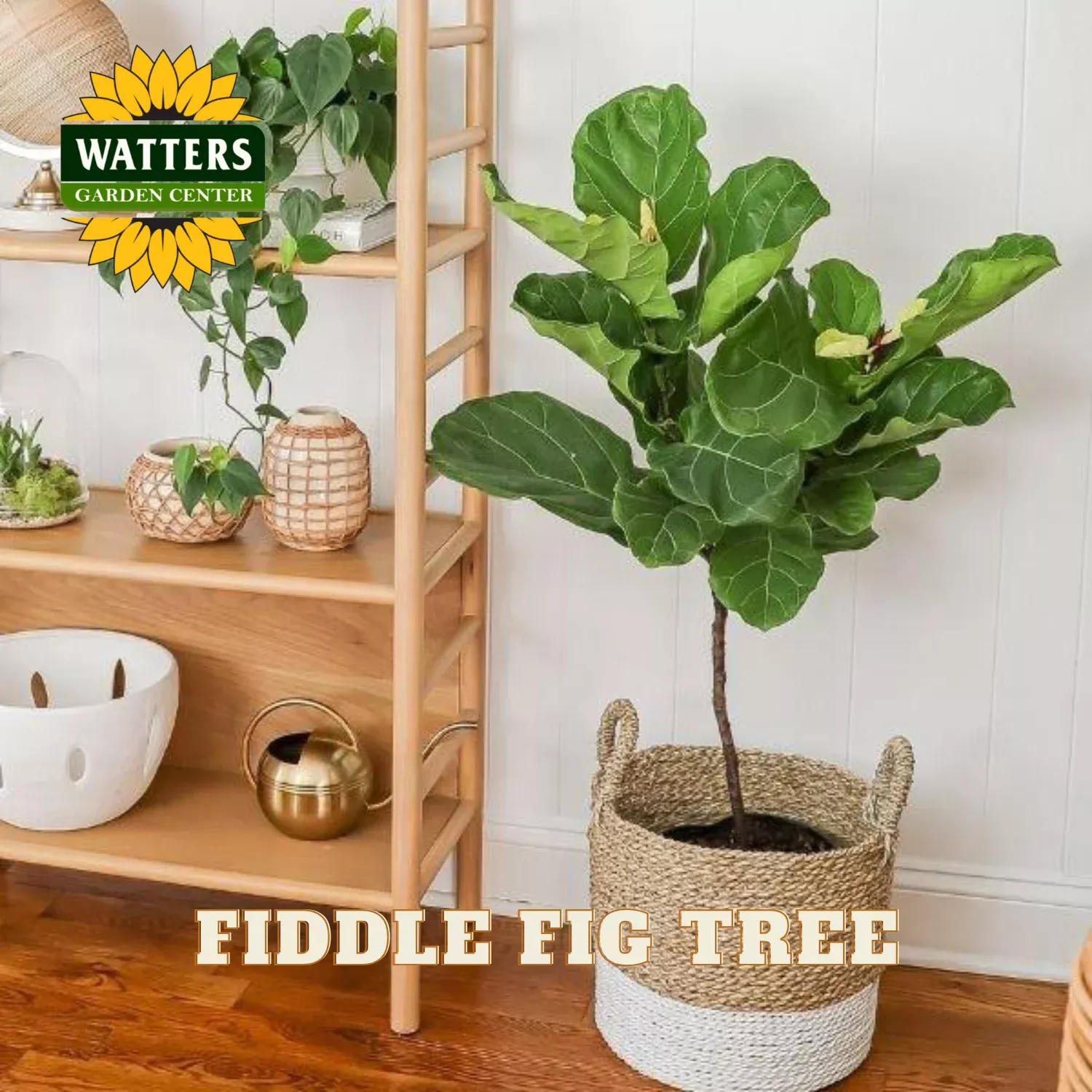 FIDDLE LEAF FIG TREE 14in