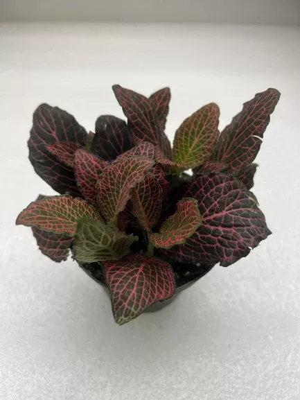 FITTONIA NERVE PLANT ASSORTED