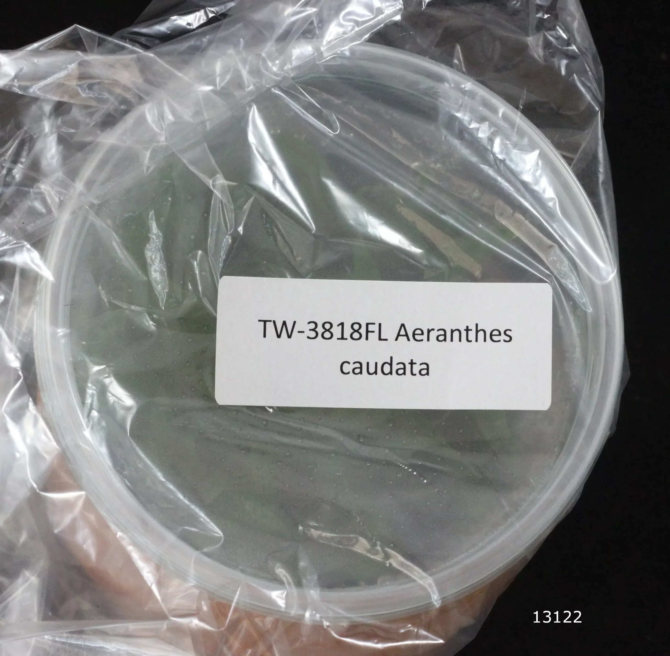 FLASK Aeranthes caudata