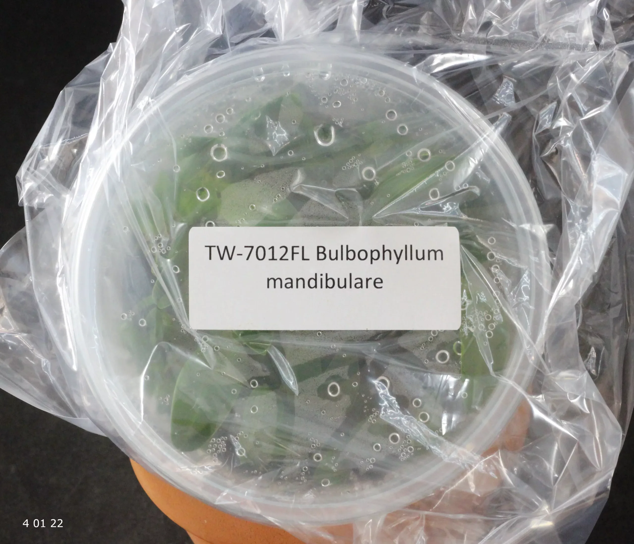 FLASK Bulbophyllum mandibulare