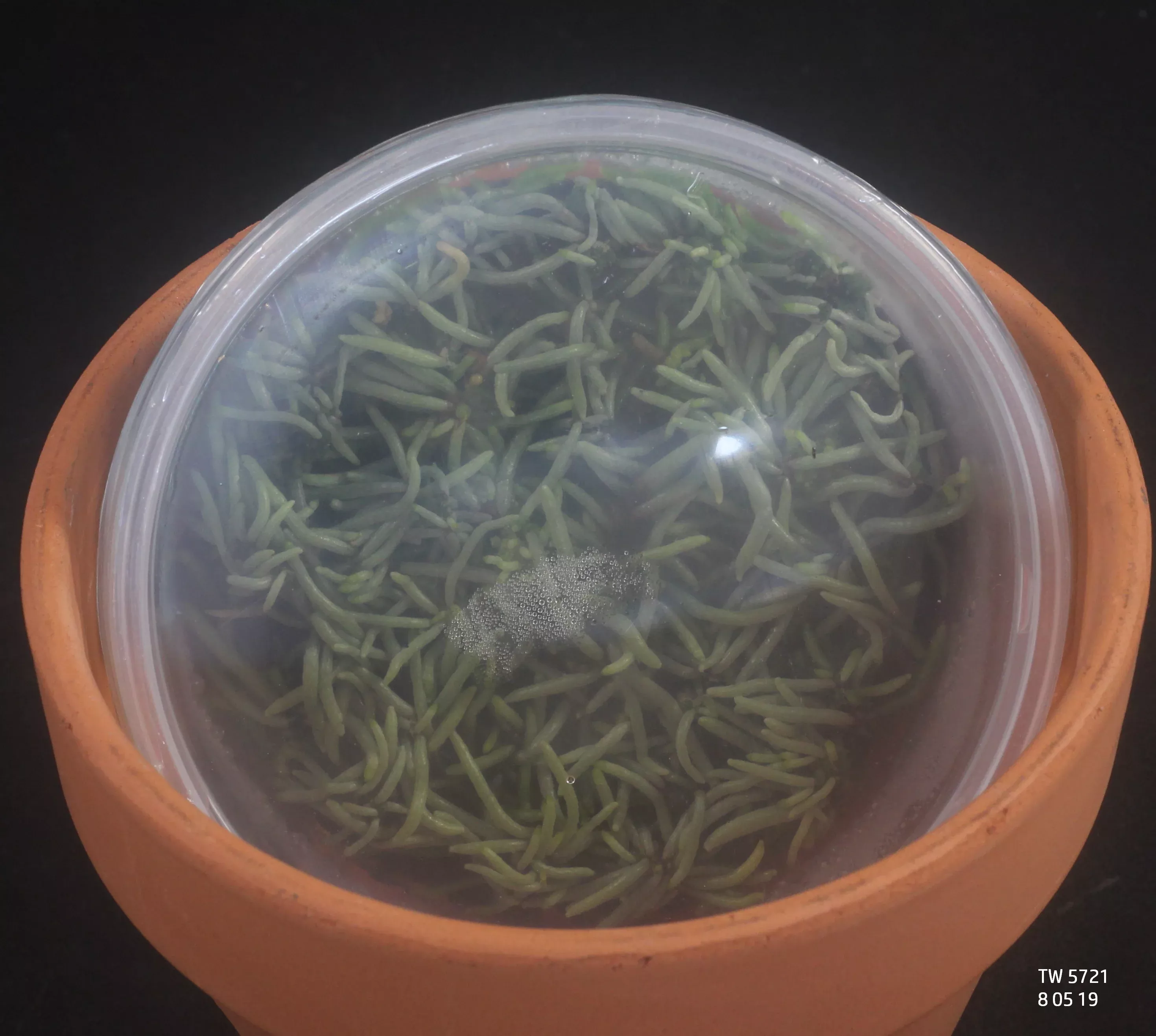 FLASK Dendrophylax lindenii