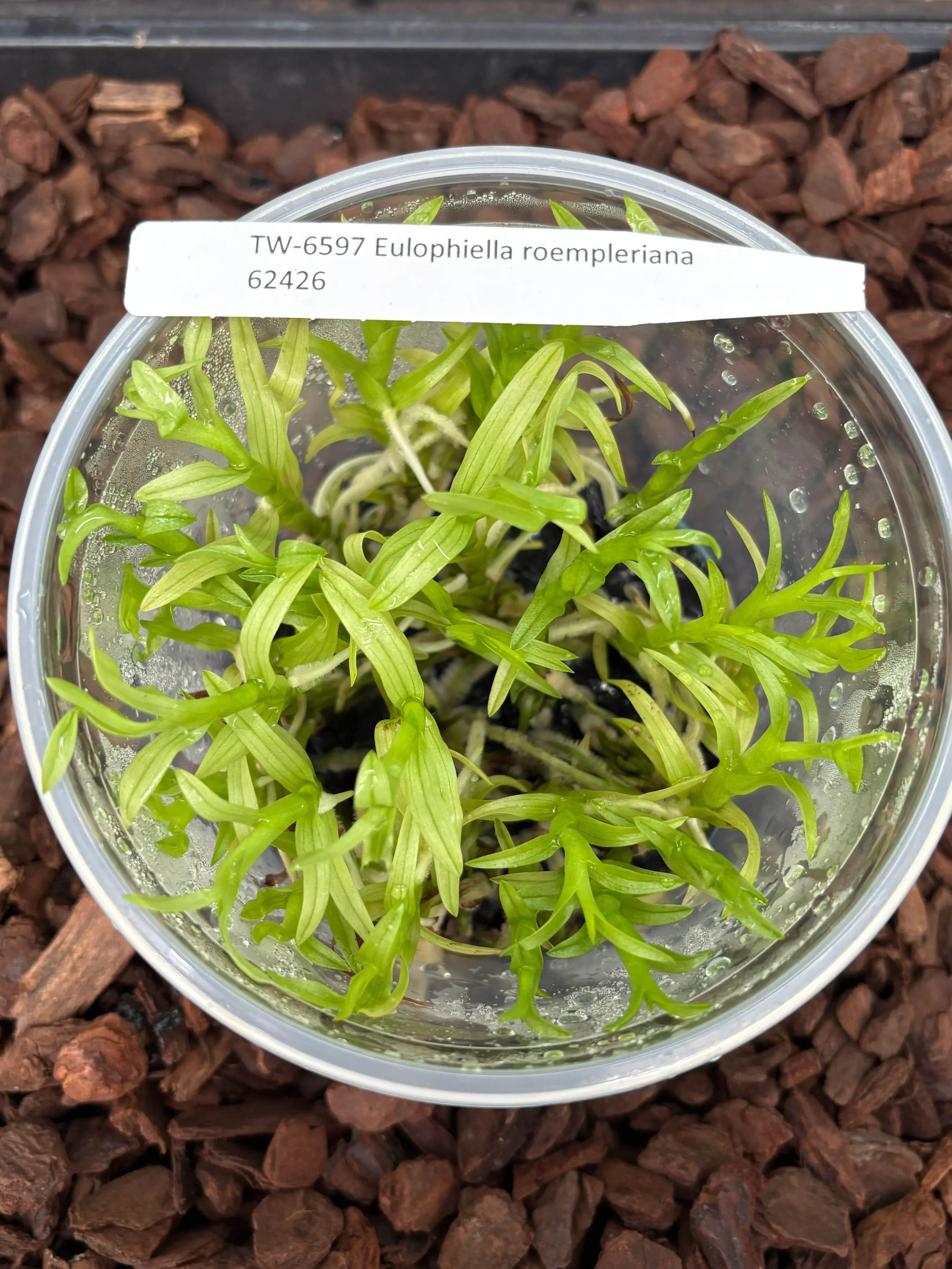 FLASK Eulophiella roempleriana