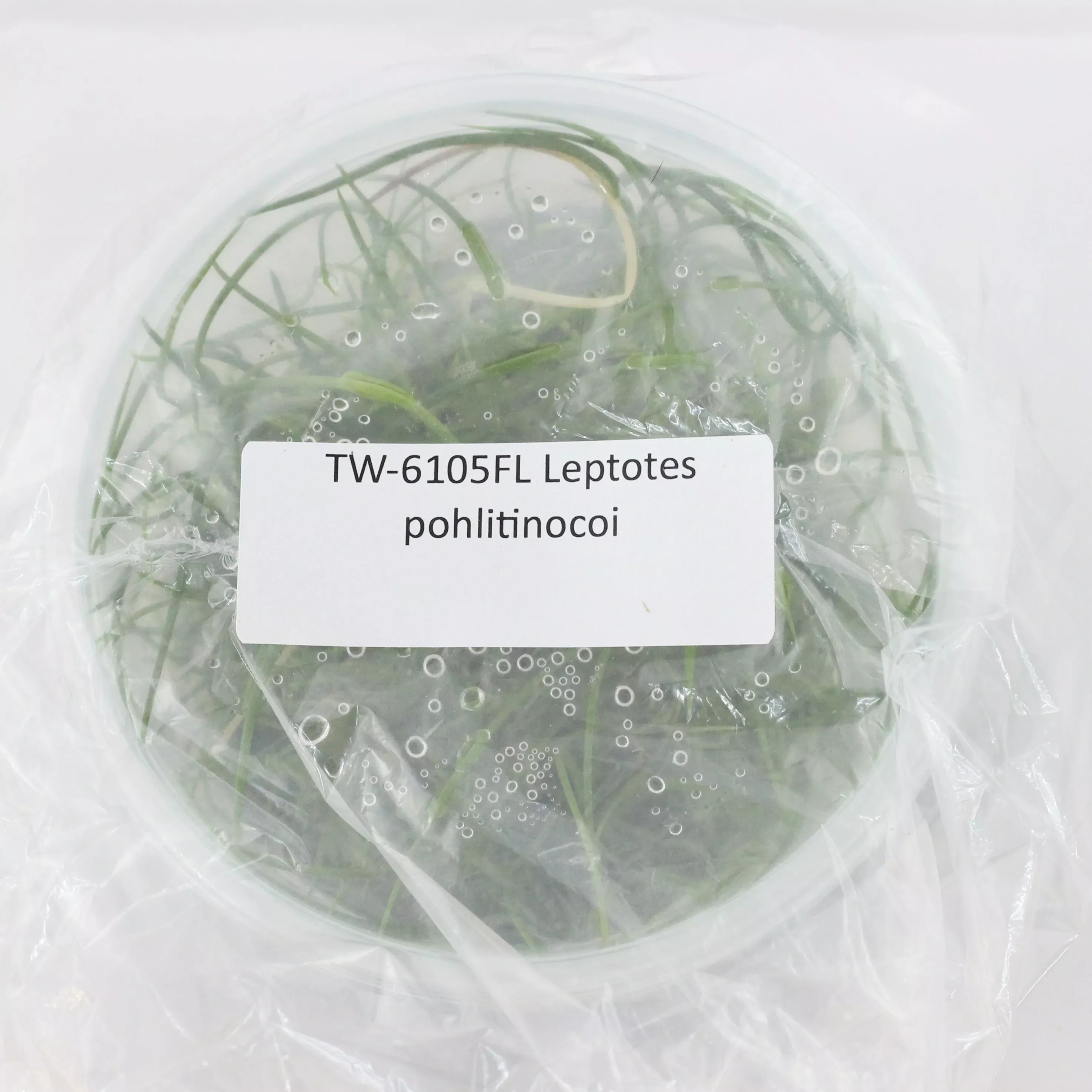 FLASK Leptotes pohlitinocoi