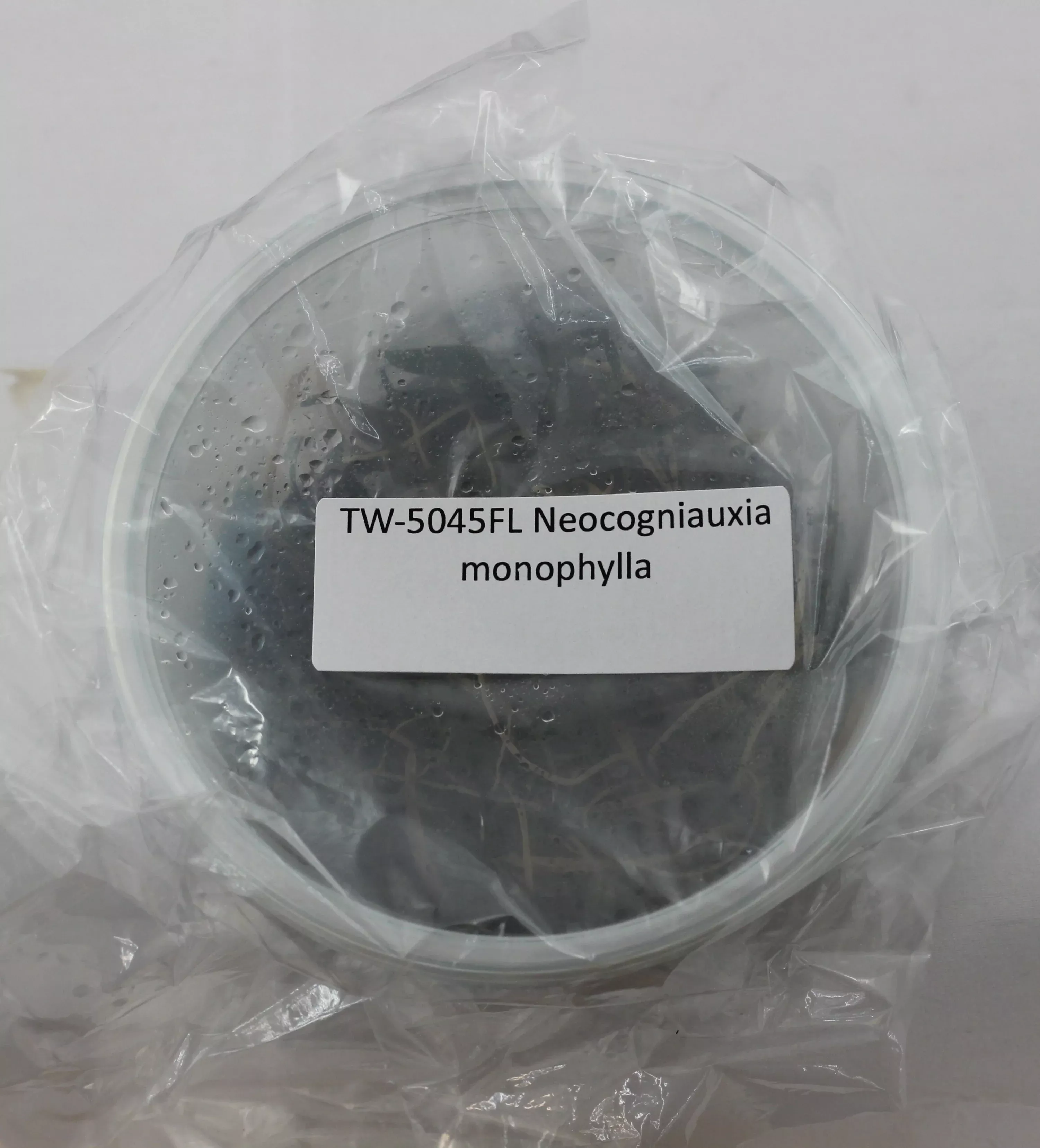 FLASK Neocogniauxia monophylla