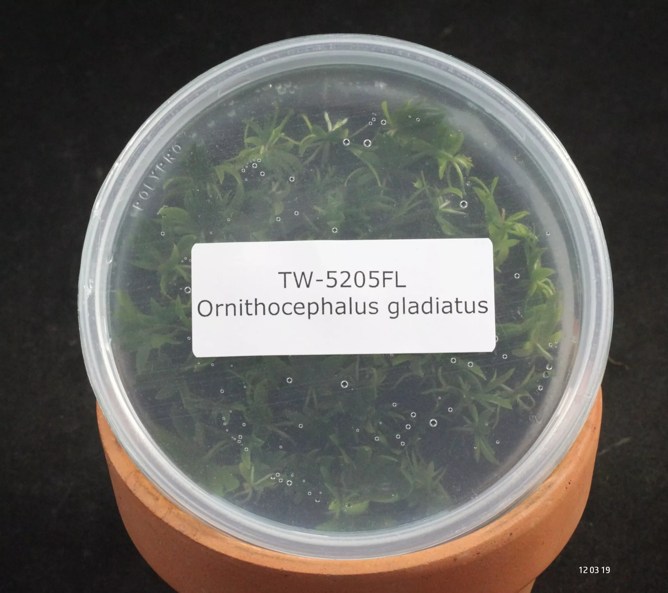 FLASK Ornithocephalus gladiatus