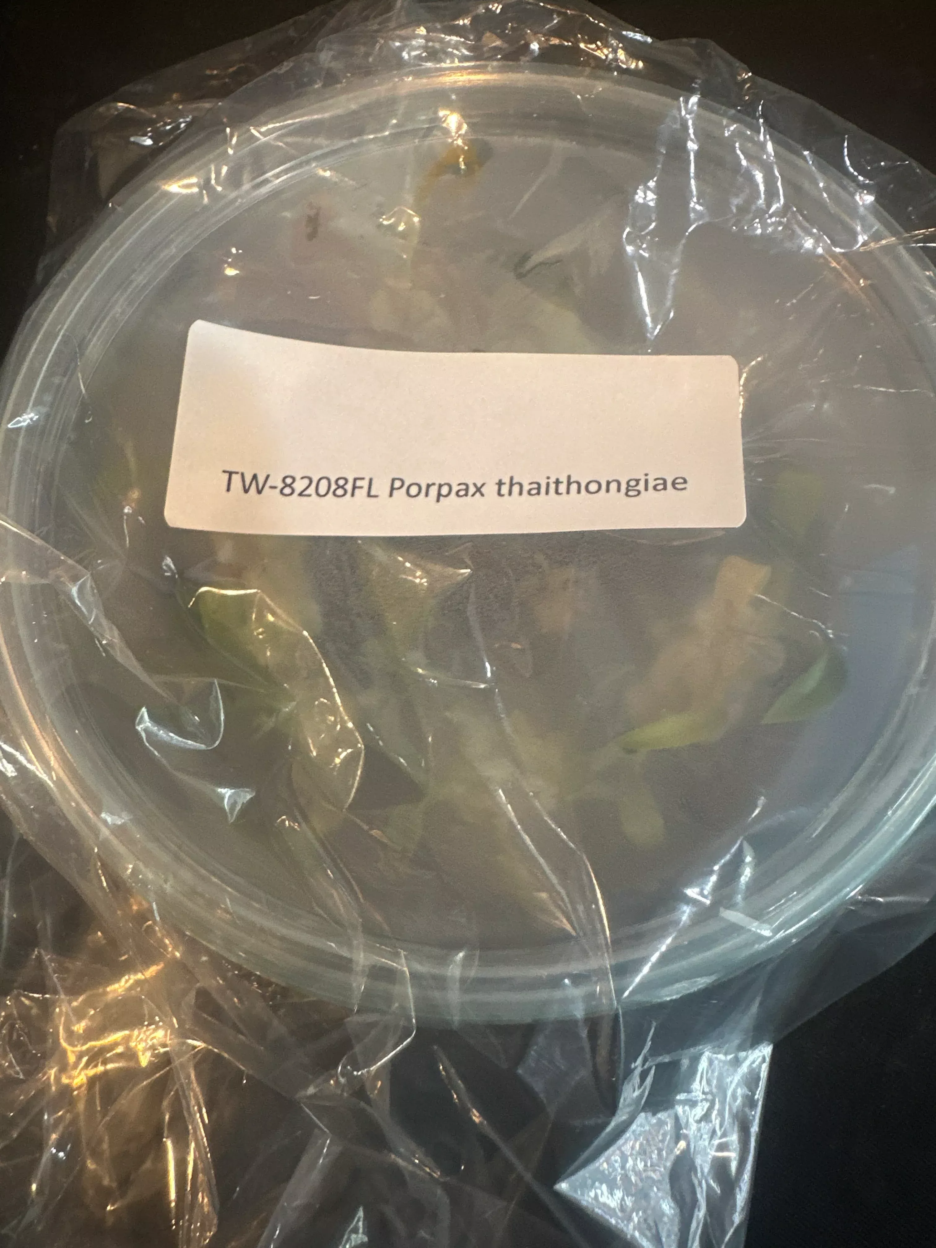 FLASK Porpax thaithongiae