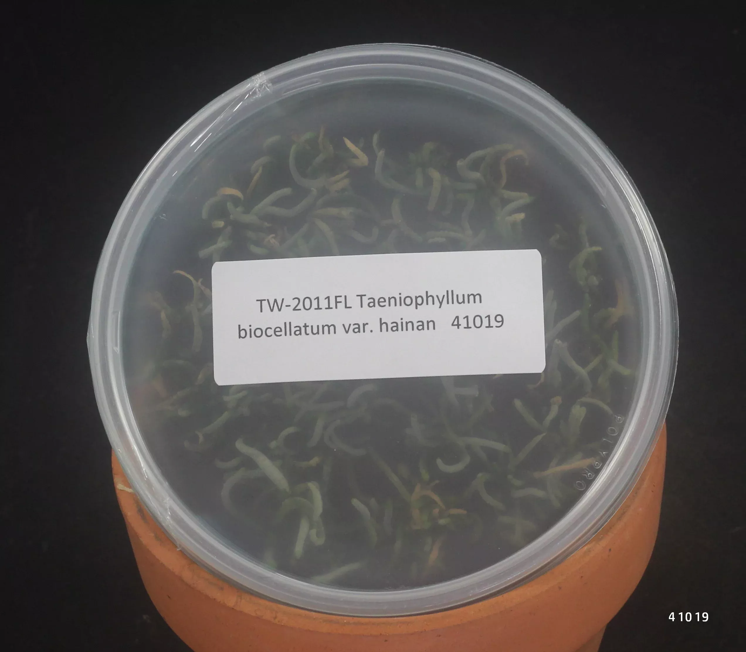 FLASK Taeniophyllum biocellatum var. hainan