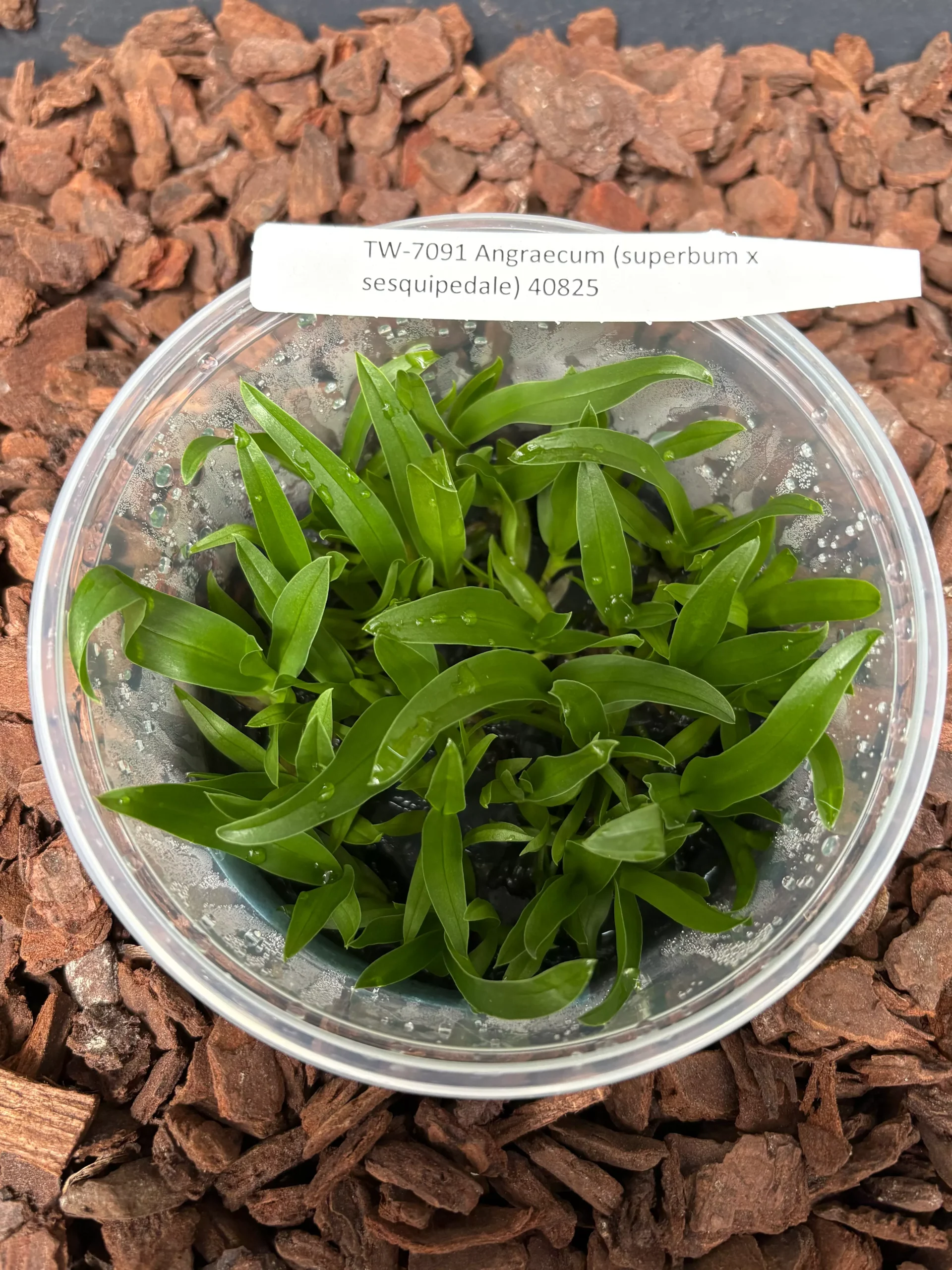 FLASKAngraecum Veitchii (superbum x sesquipedale)