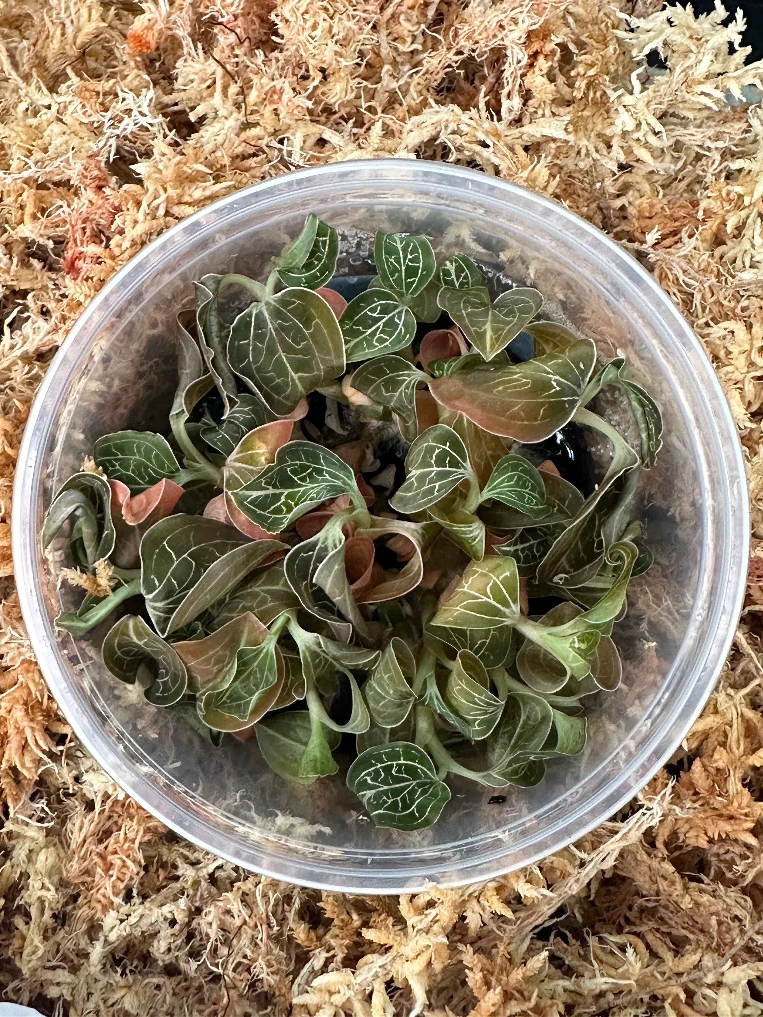 FLASKAnoectochilus chapaensis (burmannicus)