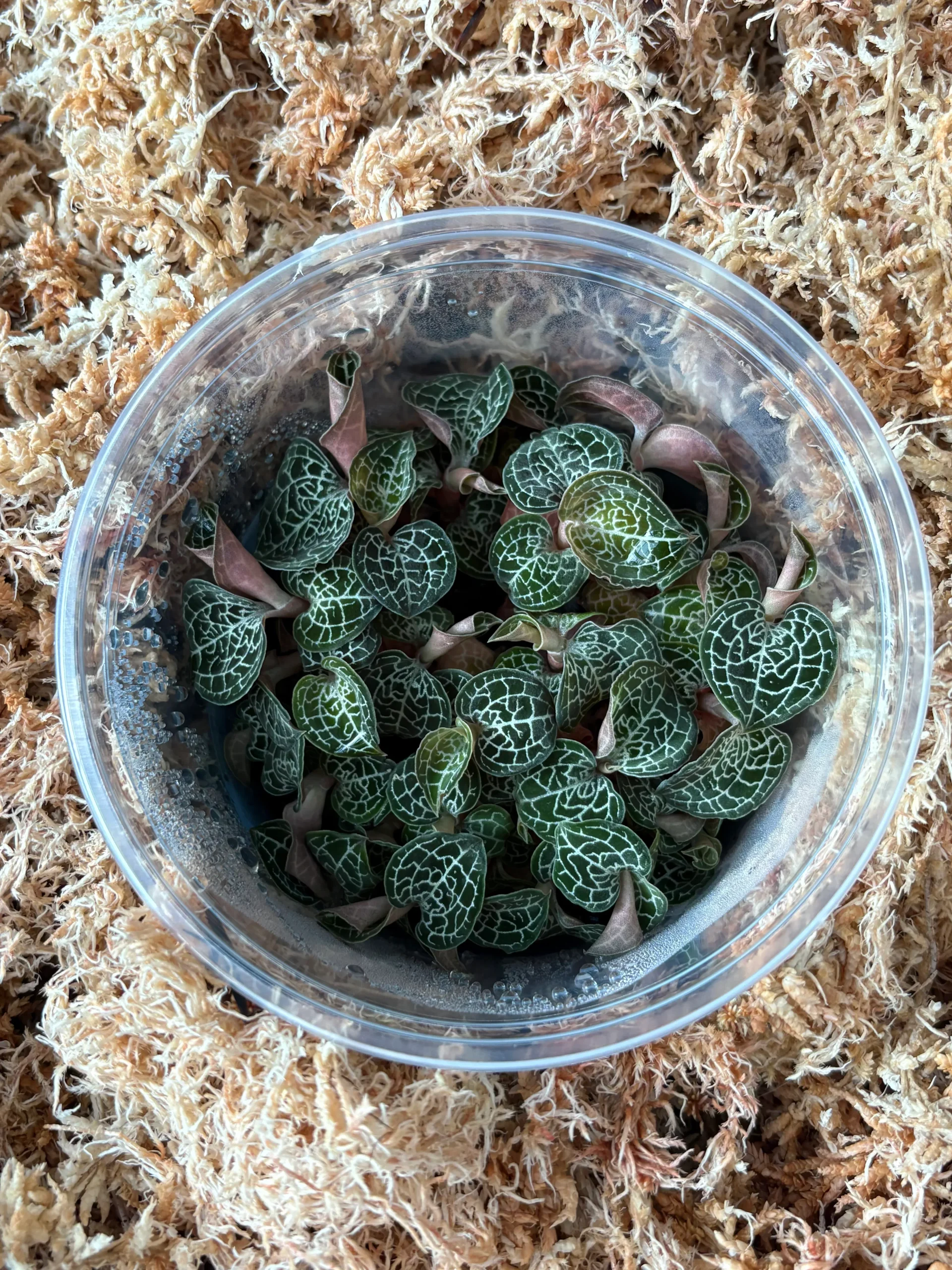 FLASKAnoectochilus formosanus (4N)