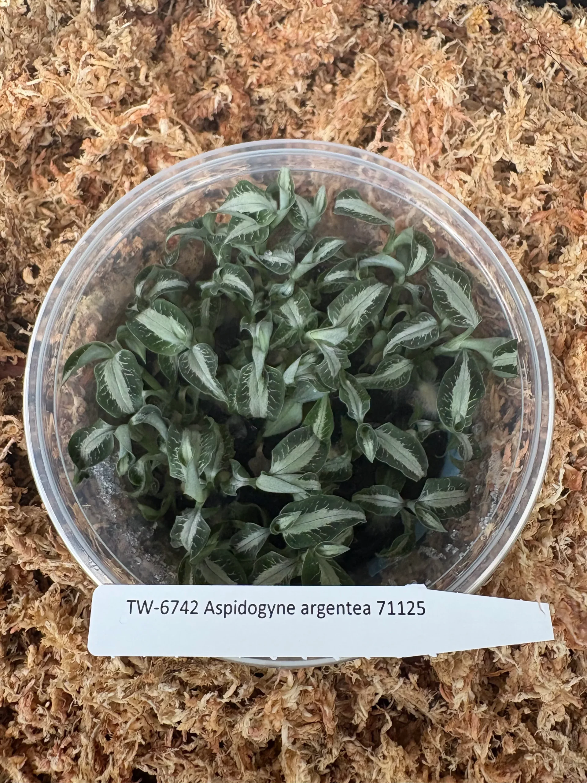 FLASKAspidogyne argentea JEWEL