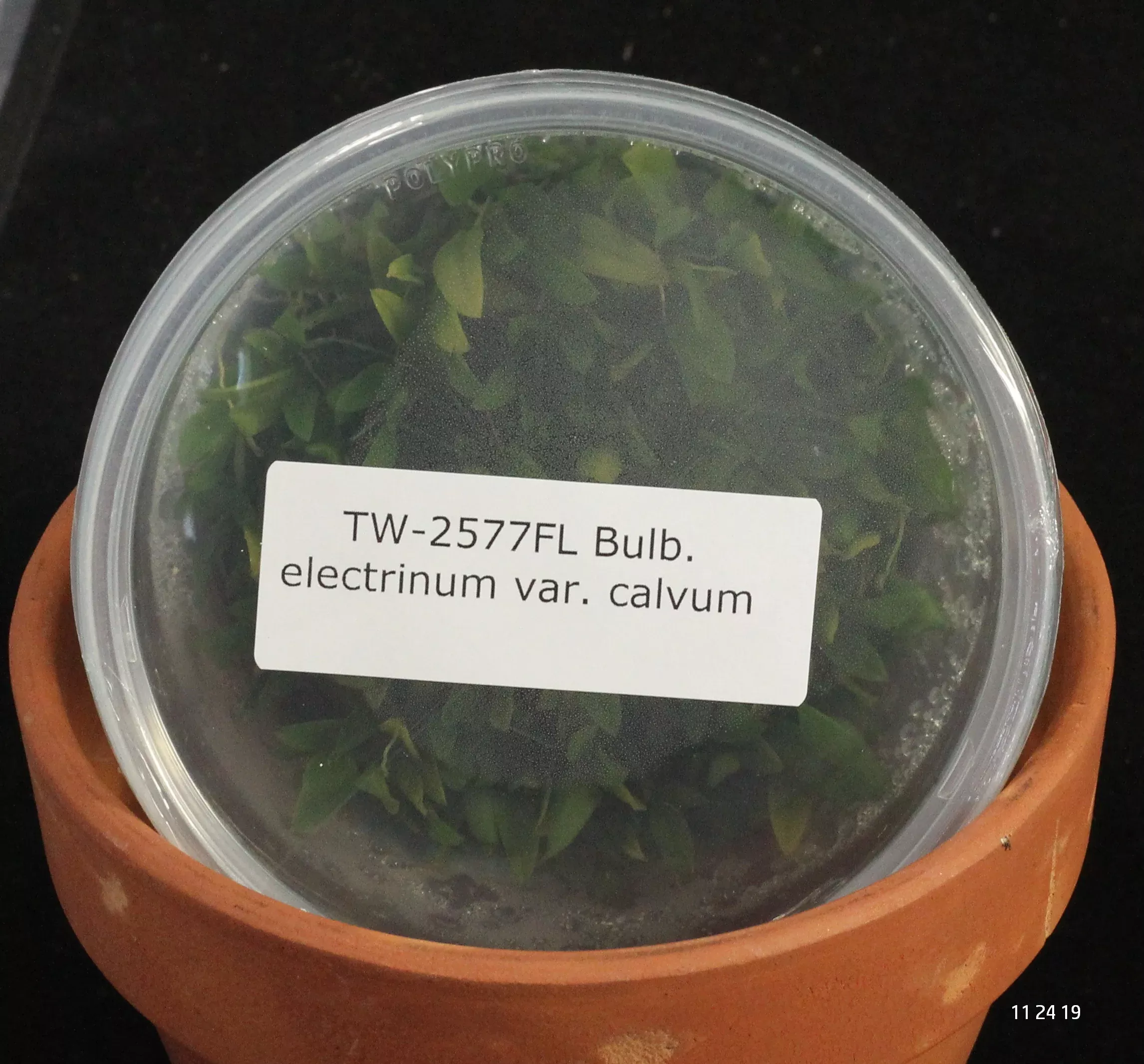 FLASKBulb. electrinum var. calvum