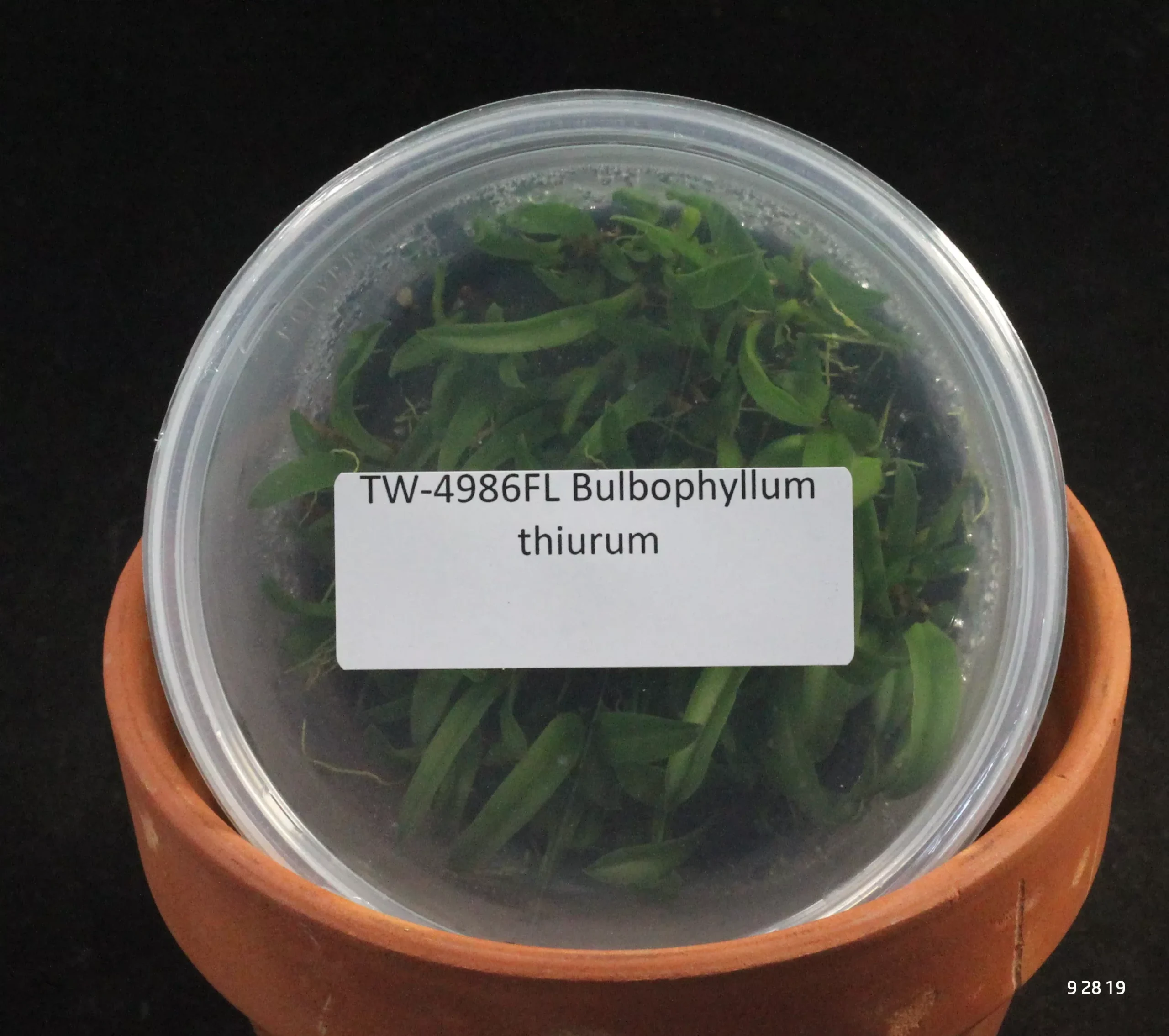FLASKBulb. thiurum
