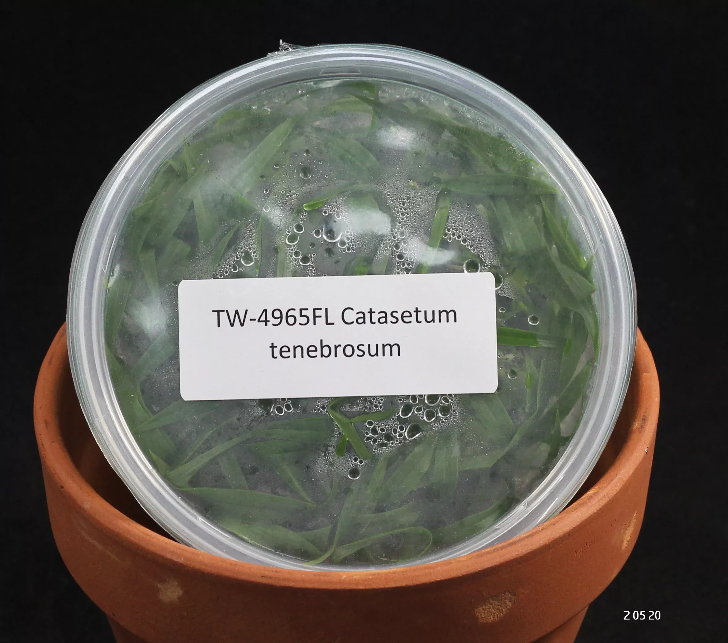 FLASKCatasetum tenebrosum
