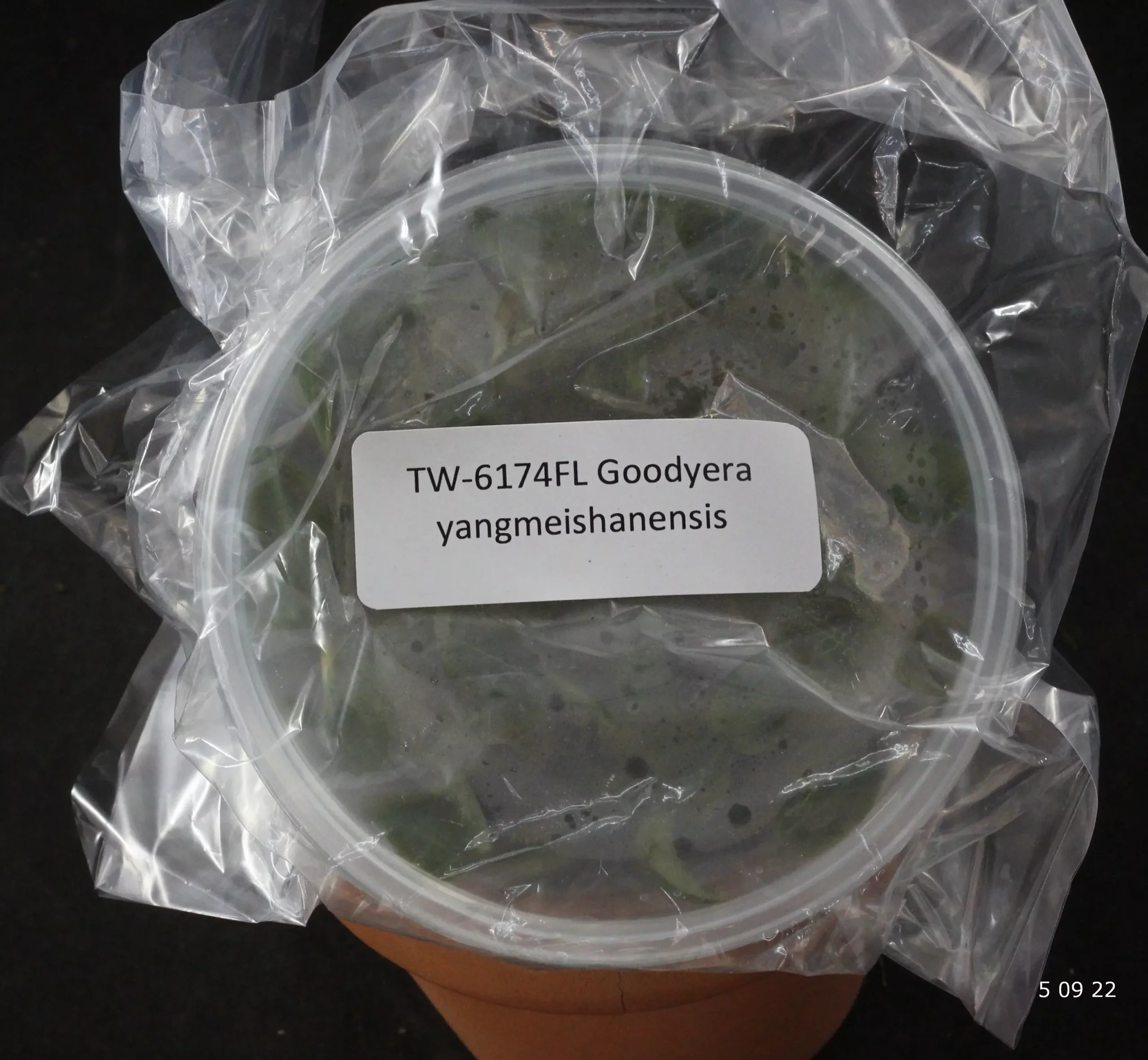 FLASKGoodyera yangmeishanensisJEWEL ORCHID