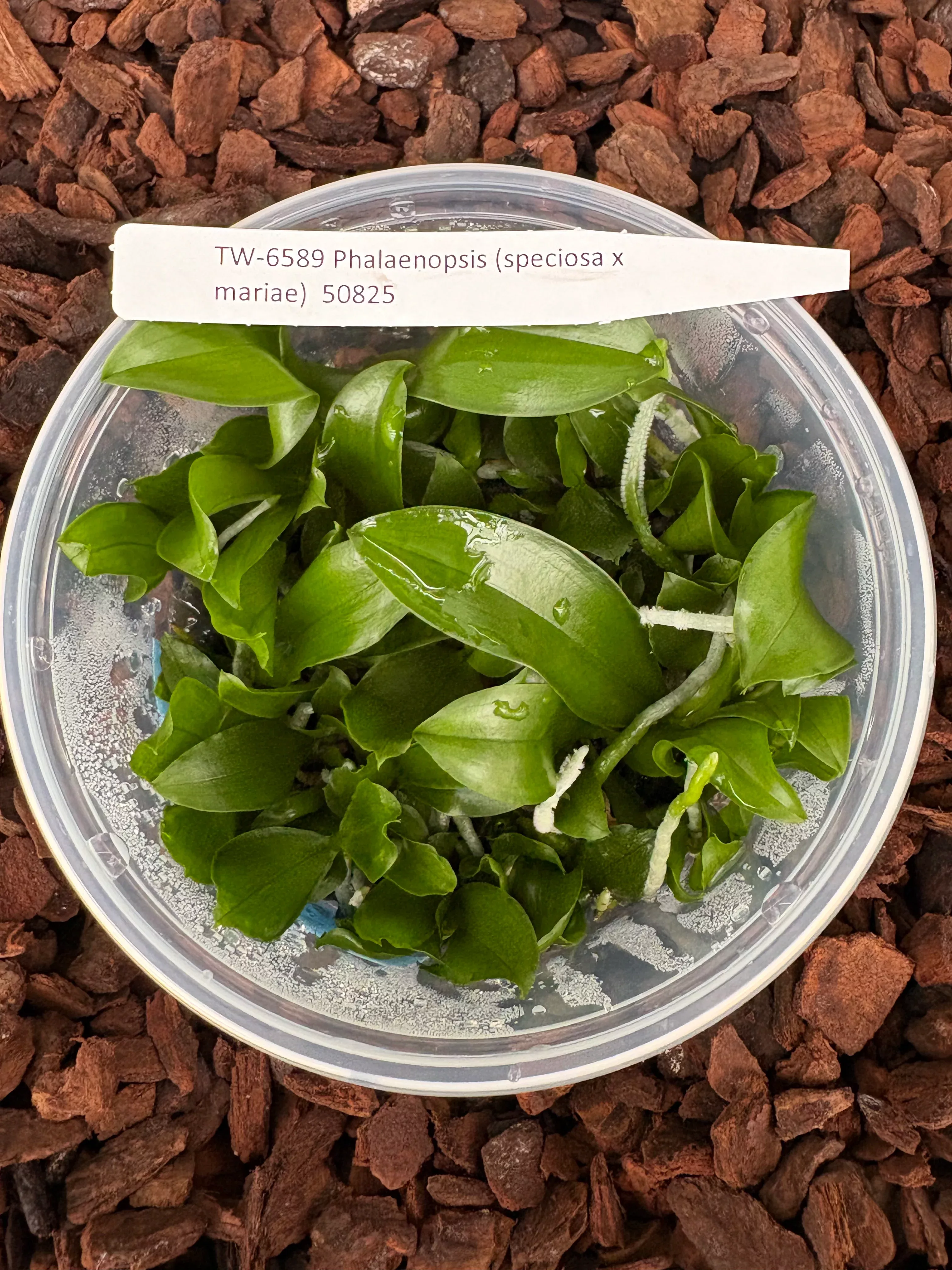 FLASKPhalaenopsis (speciosa x mariae)