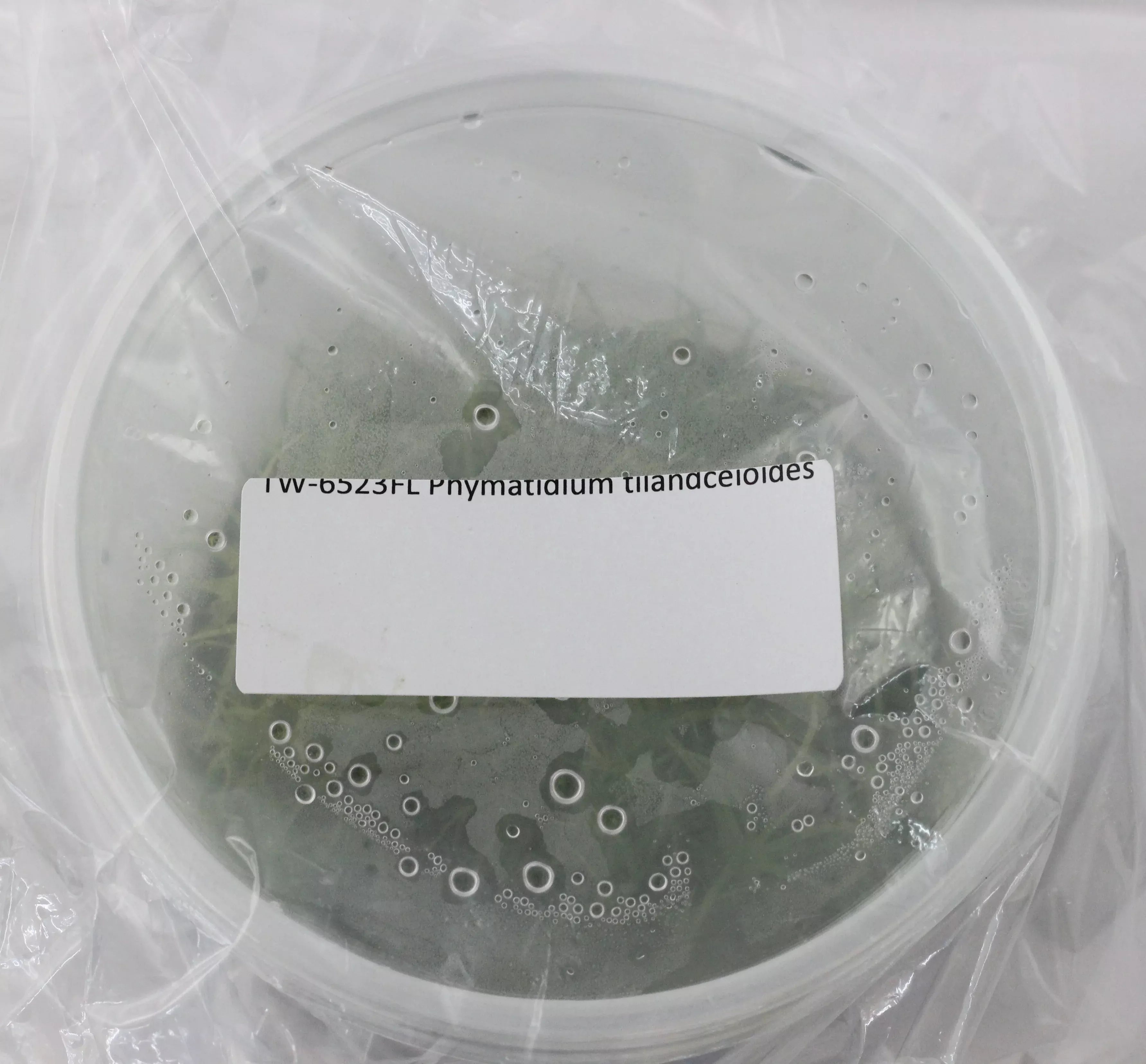 FLASKPhymatidium tillandsioides