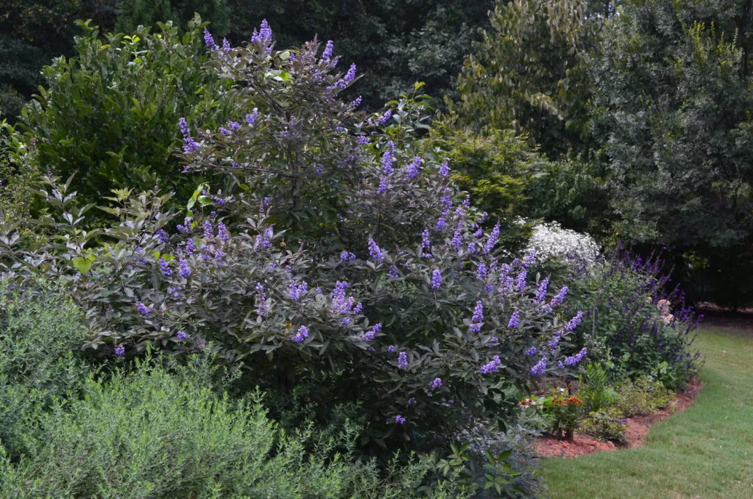 FLIP SIDE CHASTE TREE 3gal