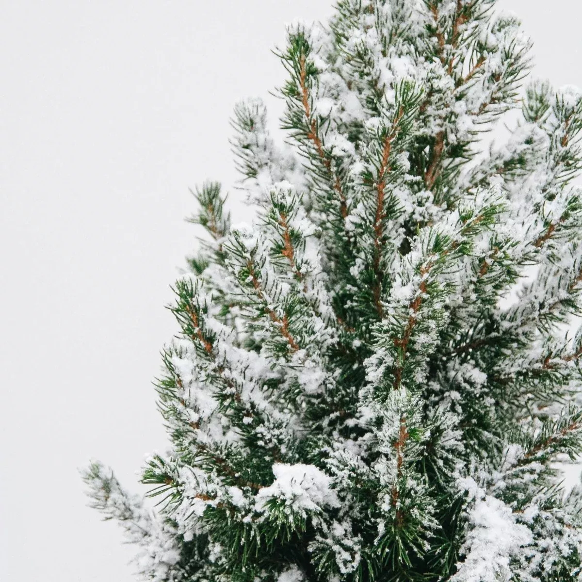 Flocked Dwarf Alberta Spruce