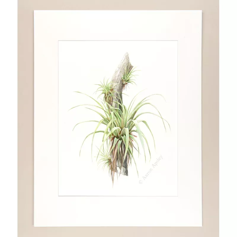 Florida Epiphytes 3 - Original Watercolor