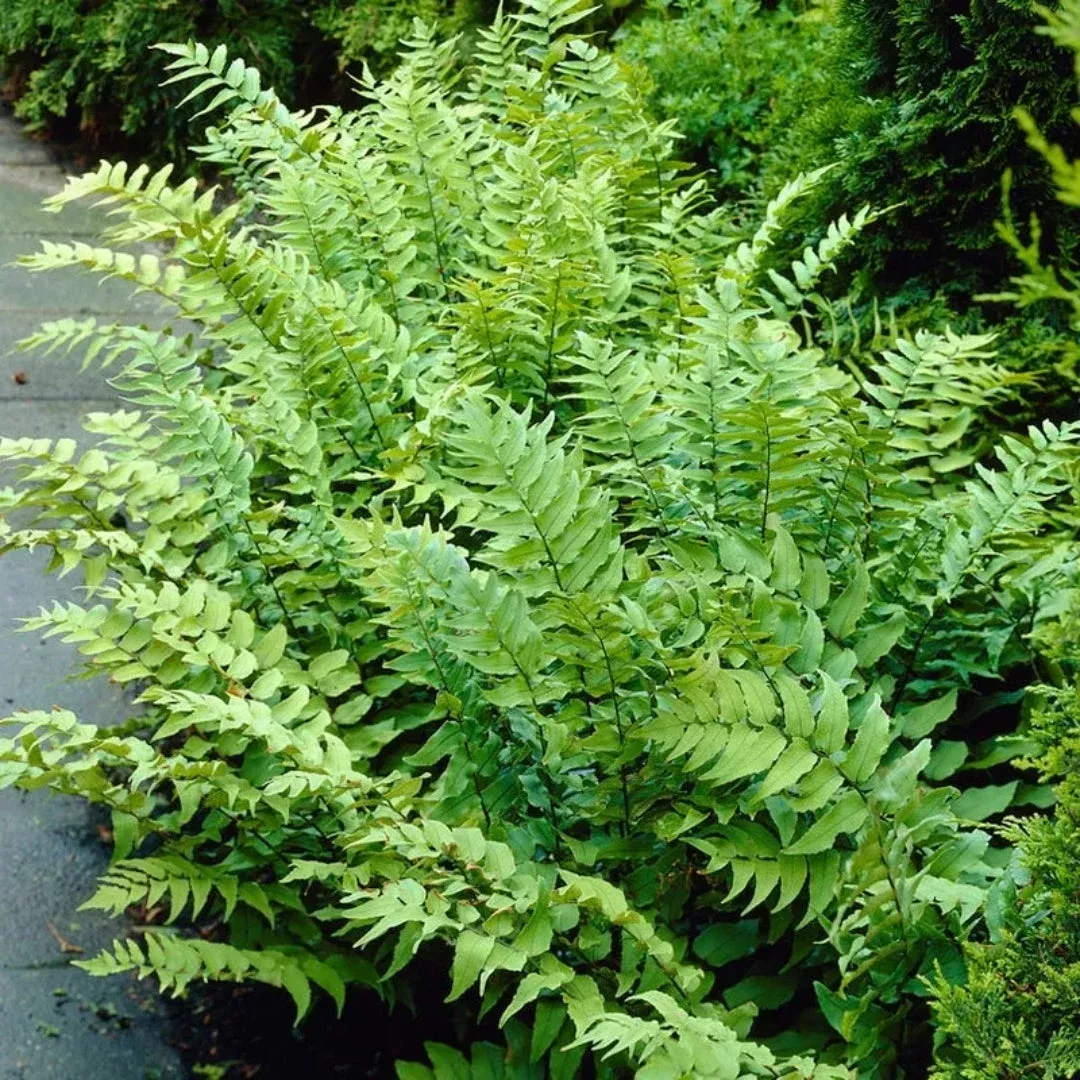 Fortune’s Holly Fern