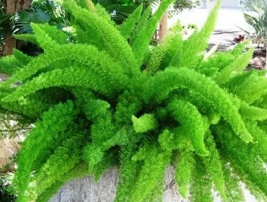 FOXTAIL FERN 6in